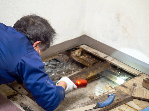 Trusted Chamblee, GA Mold Remediation Experts