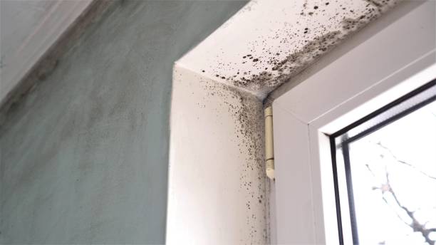 Best Mold Testing and Inspection Services in Chamblee, GA