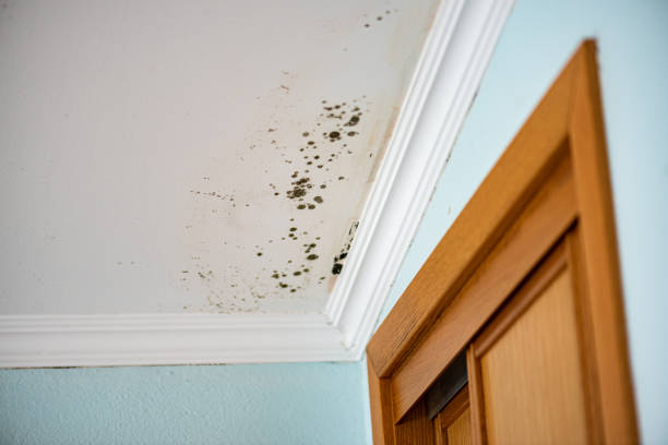 Best Black Mold Remediation in Chamblee, GA