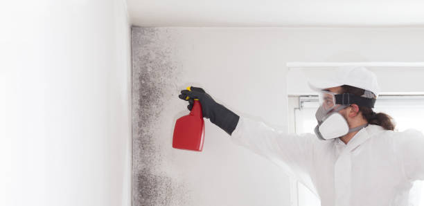 Best Mold Testing and Inspection Services in Chamblee, GA