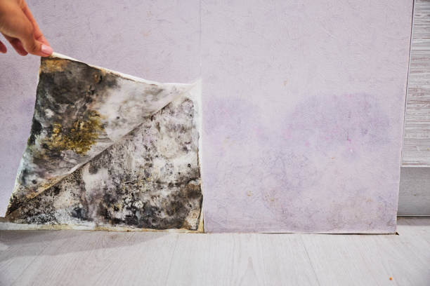 Best DIY Mold Remediation Support Services in Chamblee, GA